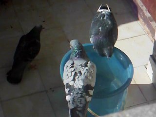 Güvercinlerimin  banyo sefası