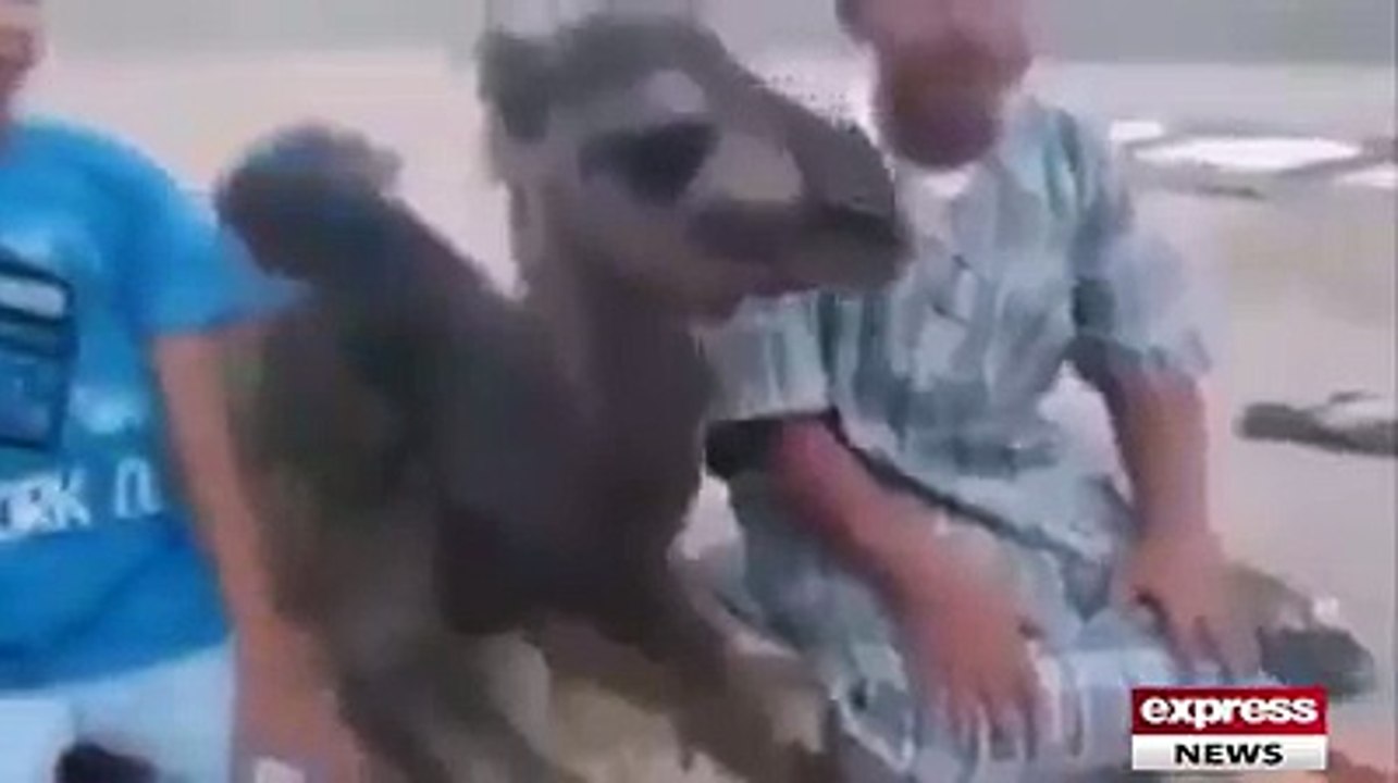 Little Camel Saying Prayer with Children.............! How Nice..?