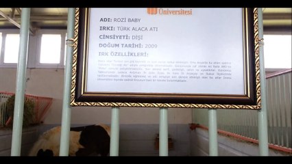 Atçılık ve Binicilik Kulübü