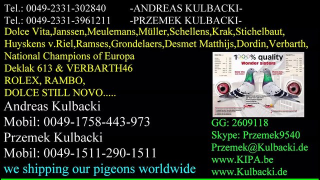NA SPRZEDAZ GOŁĘBIE PANA MÜLLERA SCHELLENS KRAK PRANGE KOOPMAN VERBARTH KULBACKI RACING PIGEON