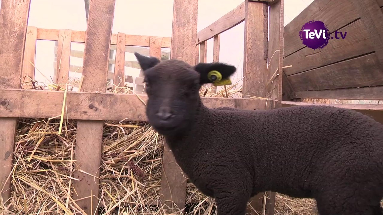 Eleveuse de moutons de prés salés [TéVi] 15_02_16