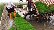 Rice Cultivation Now Easy