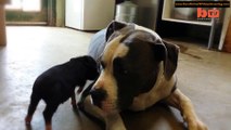 Adorable Piglet and Rescued Pit Bull Terrier are BFF's (1080p)