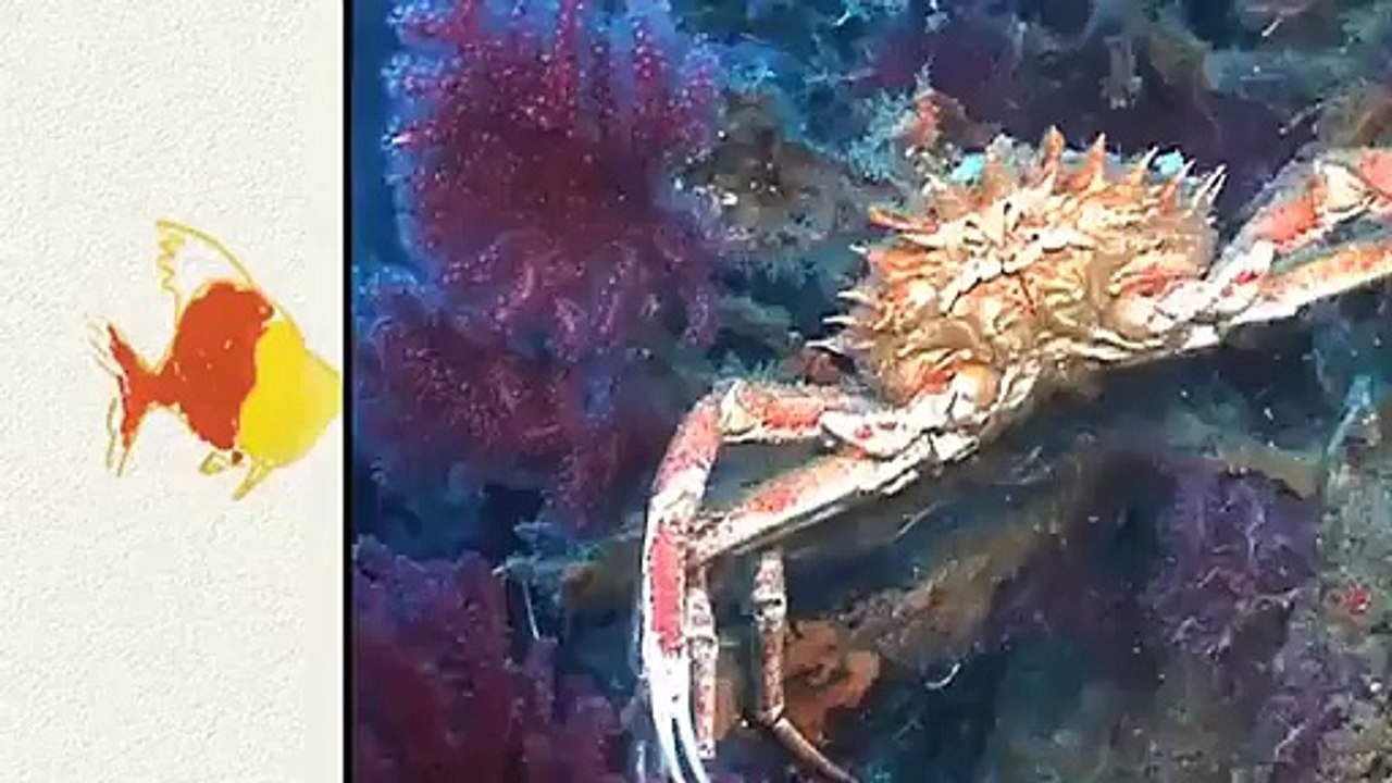 Mes p'tits docs illustrés - Volume 2