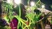 Lujo, delirio y lluvia en primer día de desfiles del Carnaval de Río
