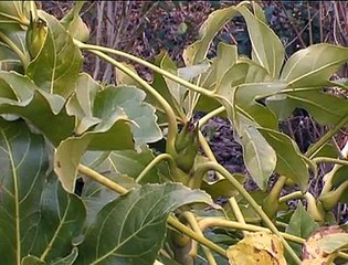 100304_JT.bio dans les cantines