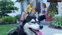 Adorable Dog Running on 3D Printed Prosthetics (1080p)