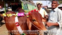 Beautiful Brown Bull For Qurbani 2014 in Shahpur Kanjra Cow Mandi 2014