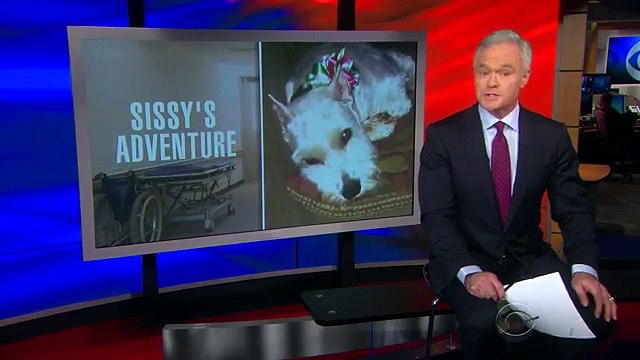 Une chienne « fugue » de chez elle pour retrouver sa maîtresse