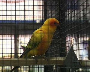 110127.JT.mondial oiseaux