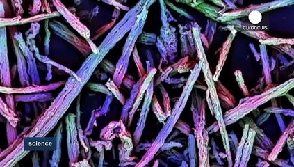 Mit Stäbchen gegen Ebola und Krebs