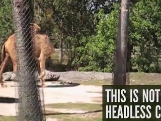 OMG !!! Headless CAMEL