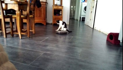 Un chat grimpe sur un Roomba
