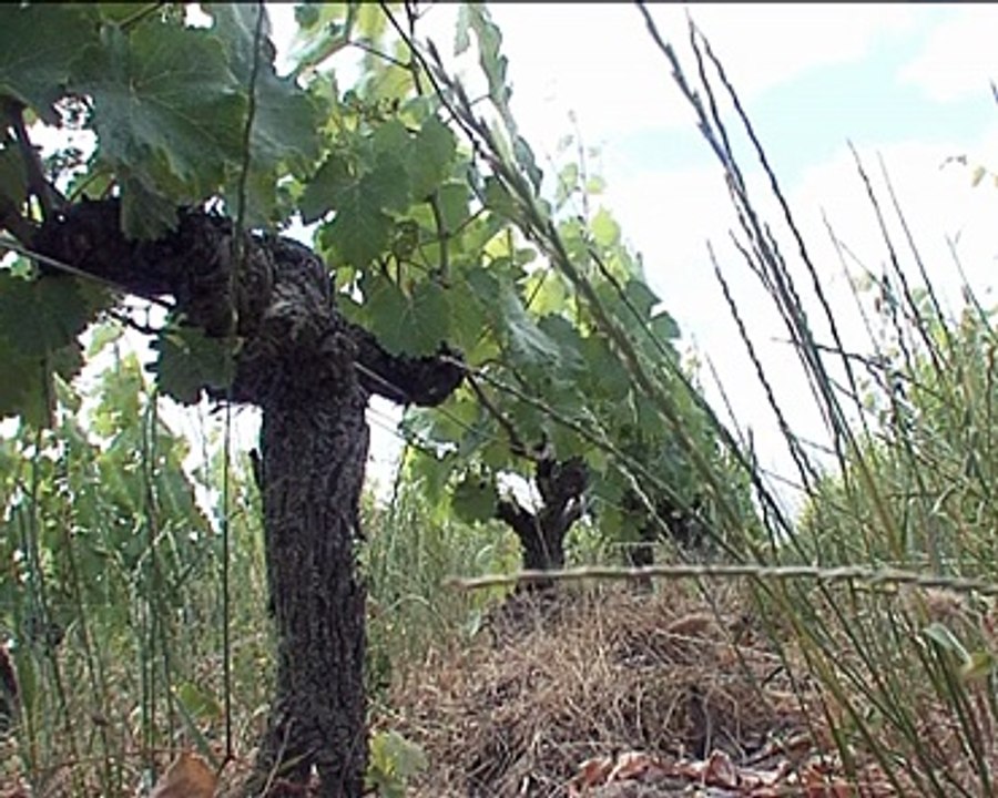 110527.JT.secheresse et vin