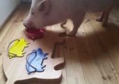 Moritz the Pig Is a Puzzle-Solving Genius