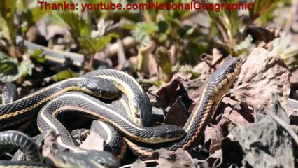 Snakes - The Reality - HD - National Geographic