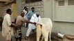 Cow Qurbani Running of Dangerous Cow Kick 2014 Funny Video