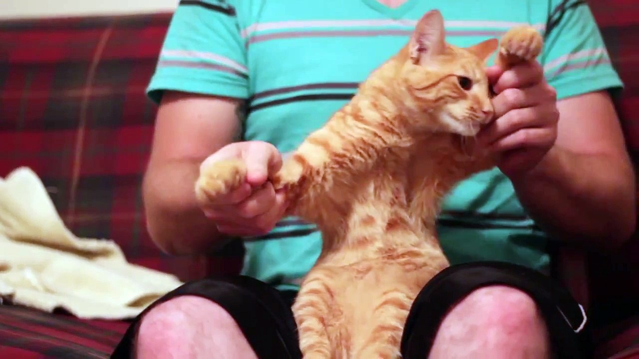 Un Chat qui danse sur de la dubstep
