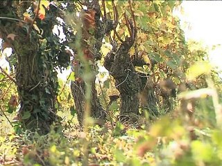 111019.JT.maladie vignes