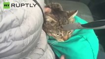 Sobrevive un gato con un cuchillo clavado en la cabeza