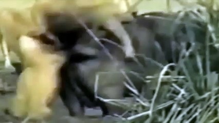 Lions Documentary: Endless Fight to Death Lion vs Buffalo Special Discovery Channel Produc