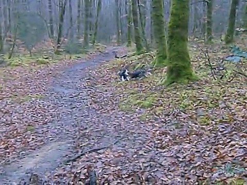 Jeux des poilus dans la forêt