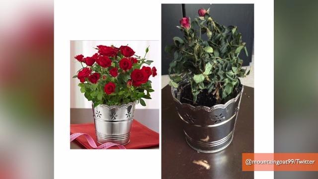 1-800-Flowers Botches Valentine's Day Deliveries