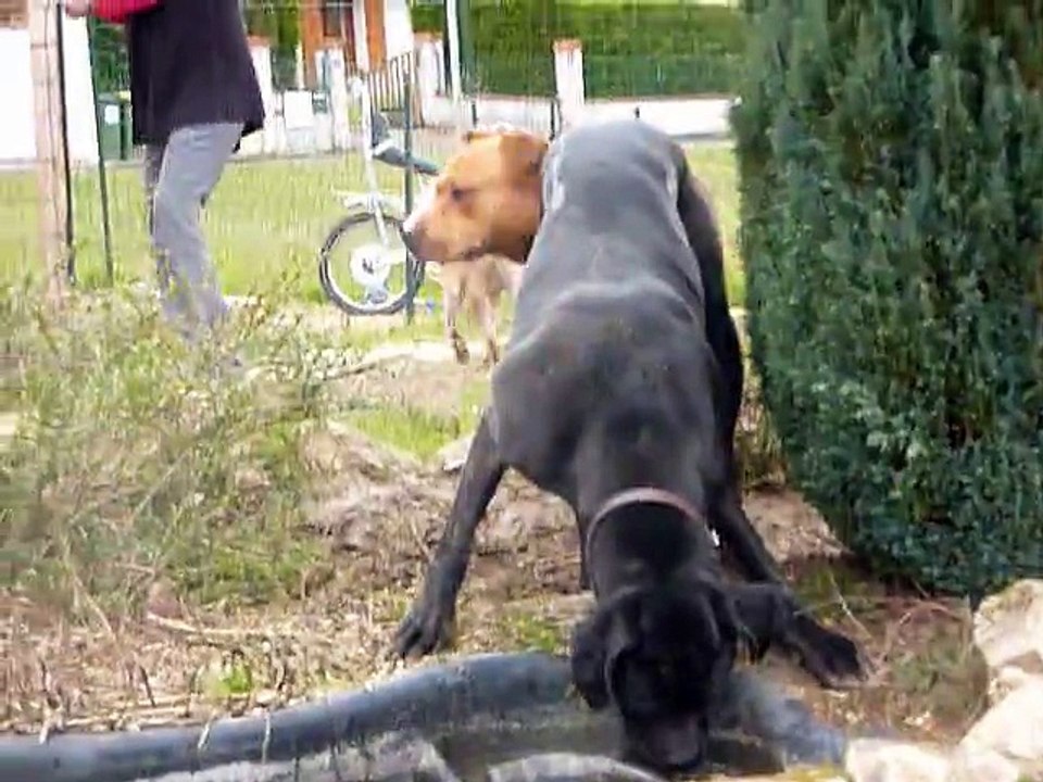 Ebène arrête de boire, tu vas finir comme ta maîtresse :-D