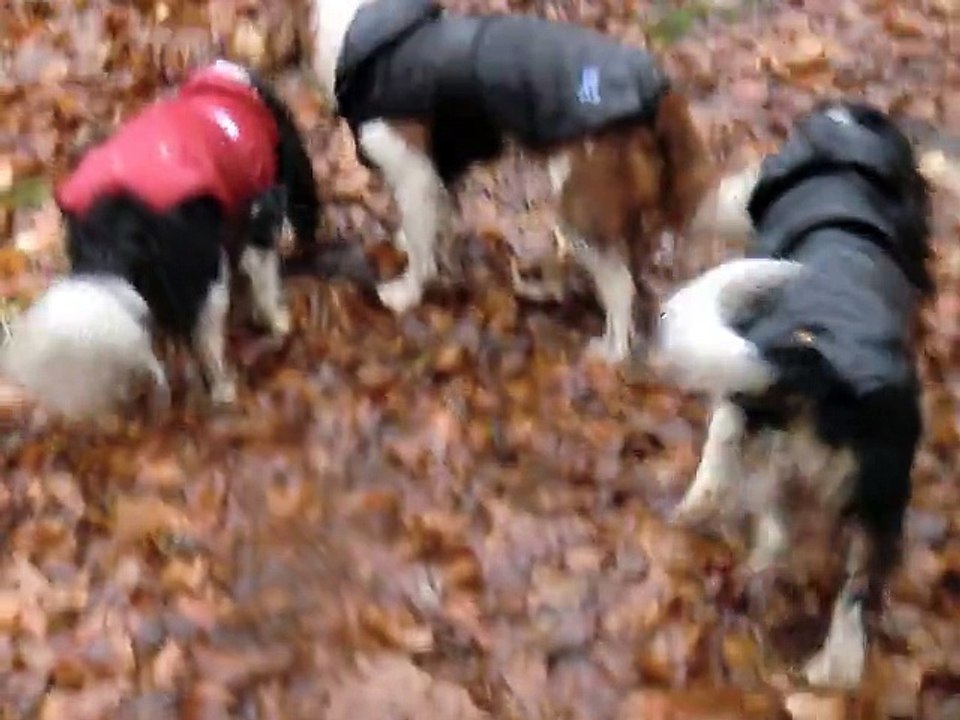 Ma forêt sous la pluie
