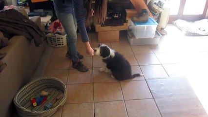 videos chiots 15 fevrier Jenny