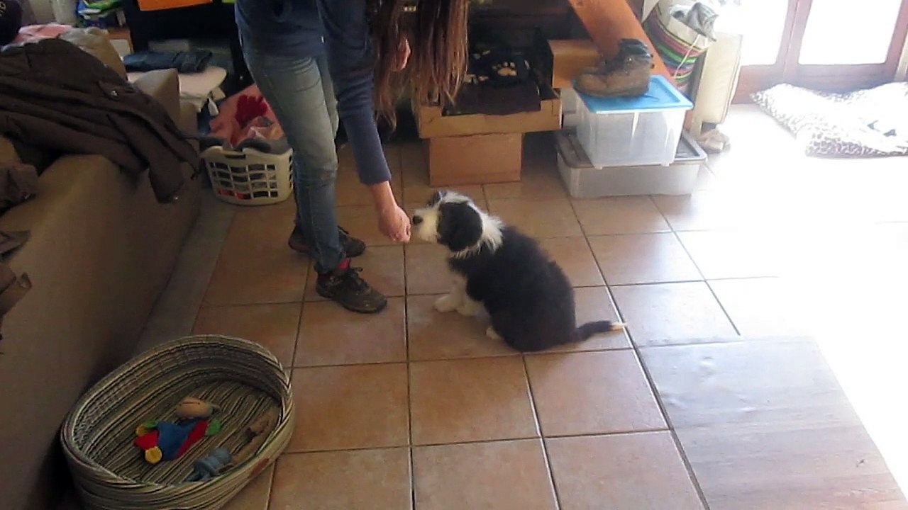 videos chiots 15 fevrier Jenny
