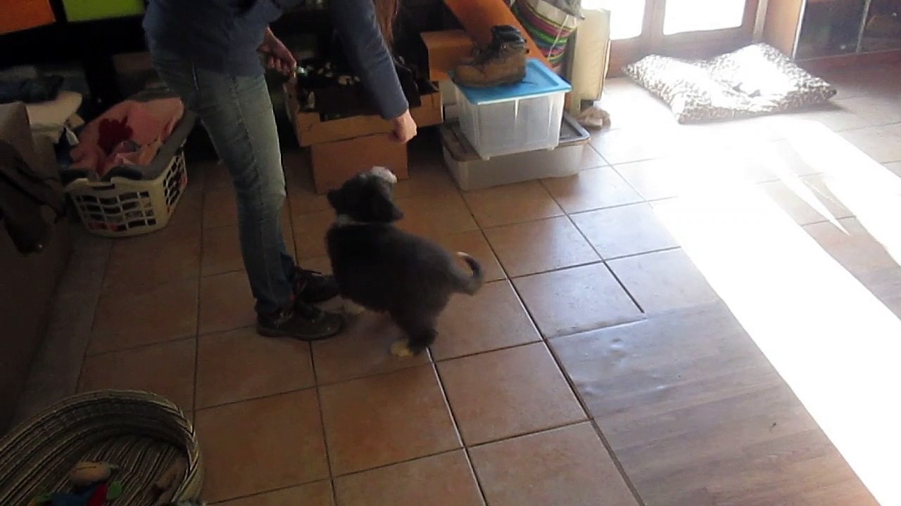 videos chiots 15 fevrier Zia