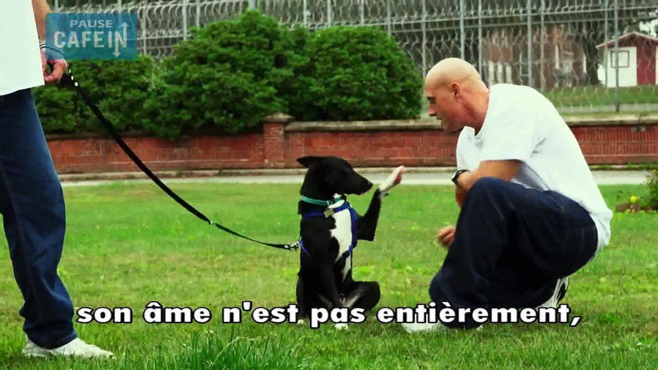 Des prisonniers et des chiens abandonnés réunis pour se reconstruire mutuellement