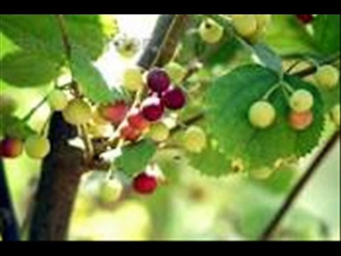 Falsa ki Production Technology Dr.Ashraf Sahibzada Pakistan