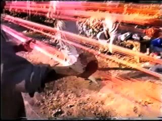 Basant Festivity or Night Mare