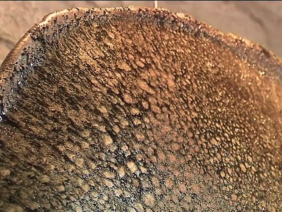 120626.JT.expo st cosme