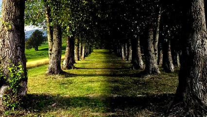 150 - The Garden (with Original News & Commercials) - CBS Radio Mystery Theater