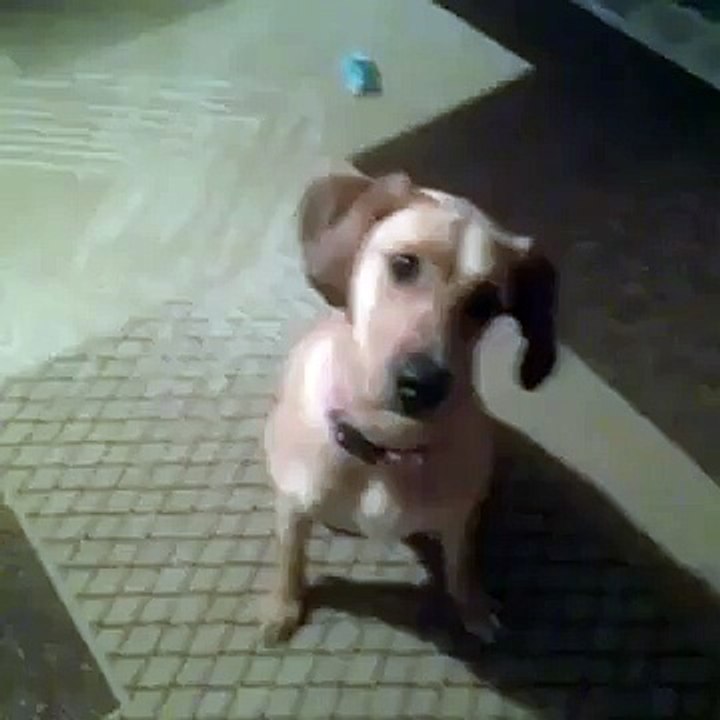 Acting Dog