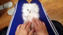 Stop everything you're doing and watch this kitten