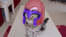 Si Magneto de X-Men avait un chat...