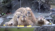 Capybaras having some fun in Hot tub