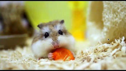 Baby Bunny - Parry Gripp