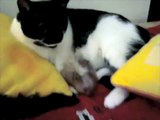 Cat Licking A Hamster - Song by Parry Gripp 猫舐めるハムスター