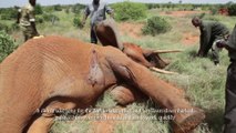 Vets trying to save an elephant targeted by poachers