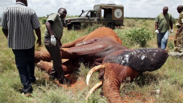 Sauver la vie d'un éléphant attaqué par des braconniers africain!