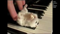 Hamster On A Piano (Eating Popcorn) - Parry Gripp