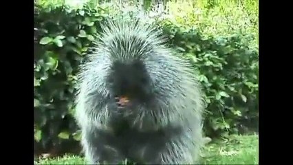 Porcupine Eating A Carrot - Song by Parry Gripp