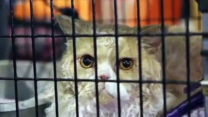 The Whole World's Laughing At Me - Parry Gripp