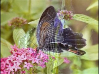 baba murli 16.02.15 chiinese