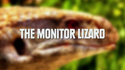 7 Weirdly Awesome Pets You Can Own